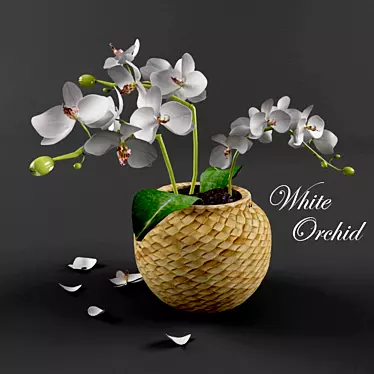 Title: Elegant White Orchid 3D model image 1 