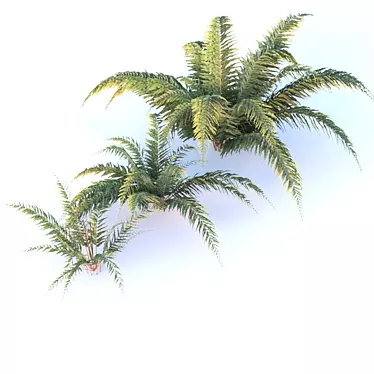 Charming Chilean Fern 3D model image 1 