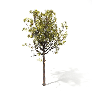 Mediterranean Pine: Young & Versatile 3D model image 1 