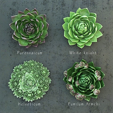 Molodilo Succulent Plant Set 3D model image 1 