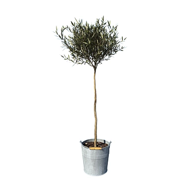 Mini Bucket Olive Tree 3D model image 1 