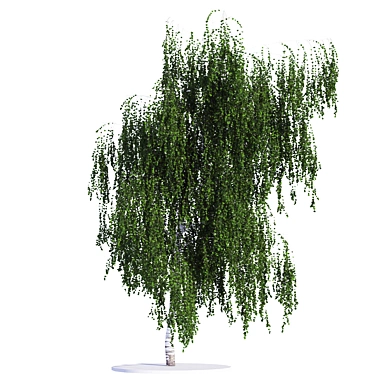 Versatile Birch Tree Model - 3 States 3D model image 1 