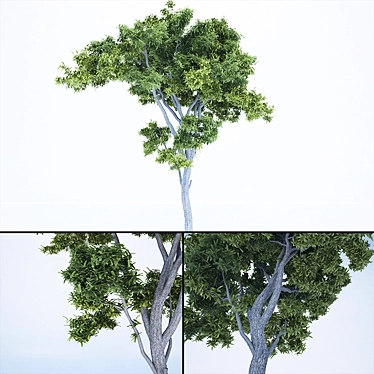 3D Tree Models Vol.1 3D model image 1 