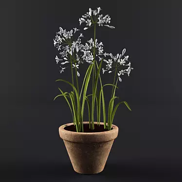 Ornamental Agapanthus in Pot 3D model image 1 