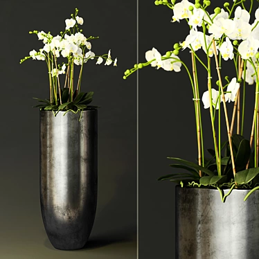 Exquisite Blooming Orchid 3D model image 1 