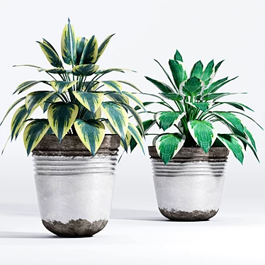 Houseplant Palm Green