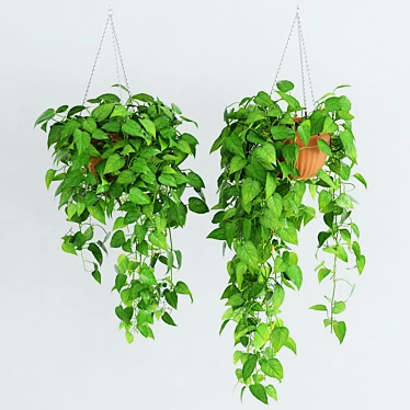 Scandens Hanging Plant: 2 Variants 3D model image 1 