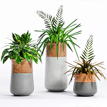 Variety of Decorative Plants 3D model image 1 