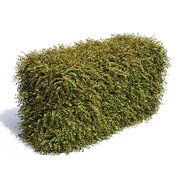 Vibrant Cotoneaster Berries Hedge 3D model image 1 