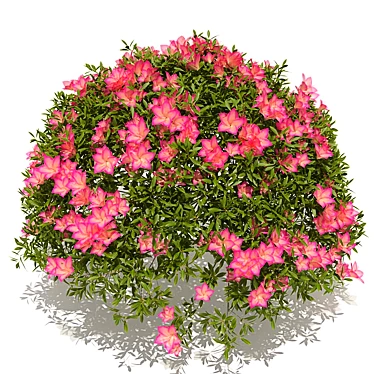 Gorgeous Azalea Bush 3D model image 1 