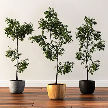 Versatile Ficus Silk Tree Set 3D model image 1 