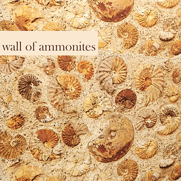 Fossil Ammonite Wall Décor 3D model image 1 