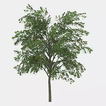 Elegant Tree Sculpture 3D model image 1 