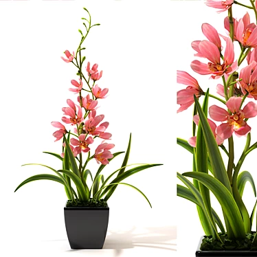 Elegant Orchid Collection 3D model image 1 
