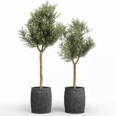 Olive Tree: Authentic Olea europaea 3D model image 1 