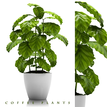 24 Coffee Plants: The Ultimate Brew 3D model image 1 