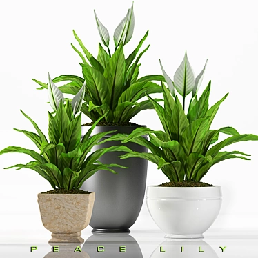 Blooming Peace Lily - Beautiful & Easy-Care Plant 3D model image 1 