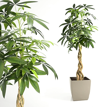 Pachira Aquatica: 2.2m Tall Indoor Plant 3D model image 1 