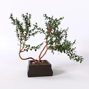 Eternal Evergreen Manzanita with Reddish Branches 3D model image 1 