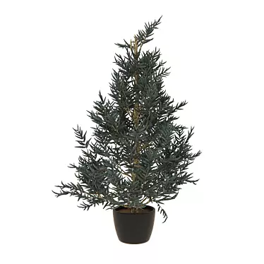 Blue Spruce Tree in Pot | 530mm Height 3D model image 1 