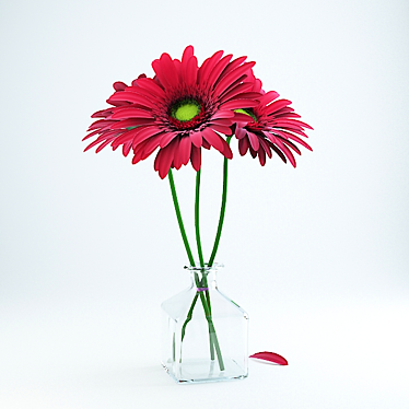 Gerbera