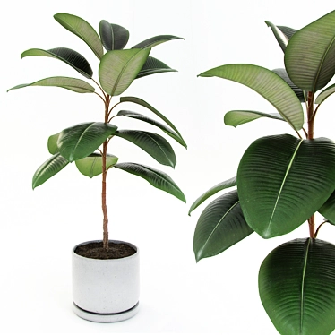 Rubber Fig Tree in Concrete Pot 3D model image 1 