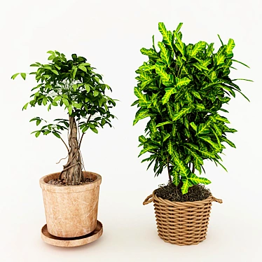 Houseplant Dark Green