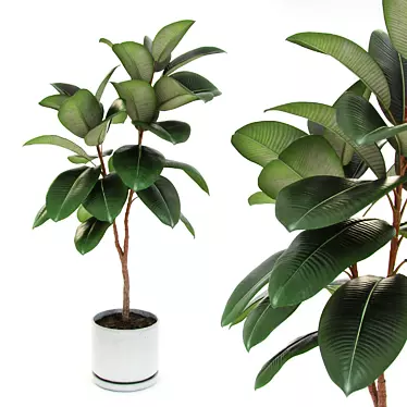 Medium Ficus Elastica Decora: Indoor Rubber Tree in Concrete Pot 3D model image 1 