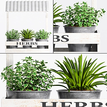Sustainable Herb Plants 3D model image 1 