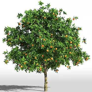 Orange Tree / Orange tree