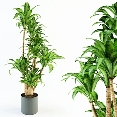 Elegant Dracaena Indoor Plant 3D model image 1 