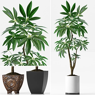 Lush Lucky Money Tree 37 3D model image 1 