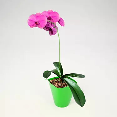 Pink Phalaenopsis Orchid: Stunning Blooms 3D model image 1 