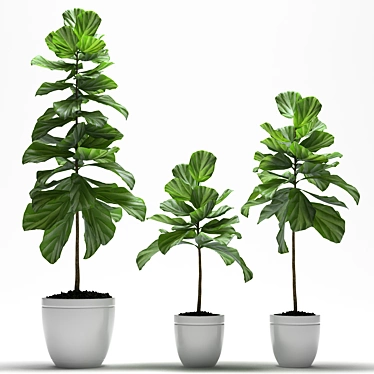 Lush Fig Plants: Max2015 to Max2012 & FBX 3D model image 1 