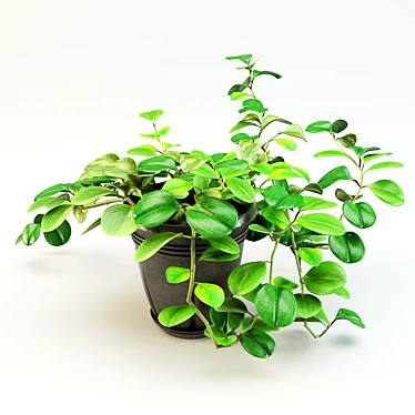 flowerpot peperomiya - Peperomia