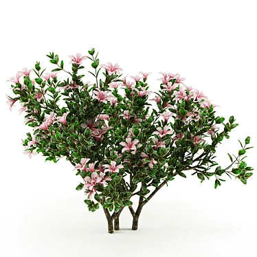 Serissa Foetida: Beautiful & Fragrant Flora 3D model image 1 