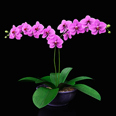 Title: Lilac Orchid Delight 3D model image 1 