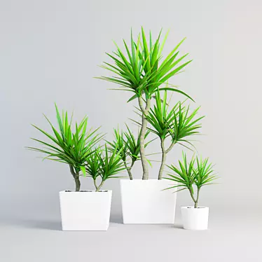 Elegant Outdoor Dracaena Marginata 3D model image 1 