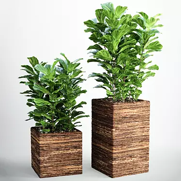 Lush Ficus Lyrata Plant 3D model image 1 