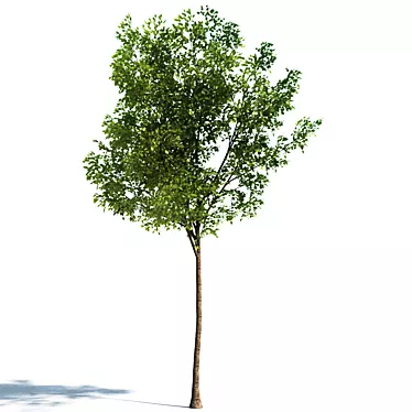 Realistic 4.5m Tilia Tree 3D model image 1 