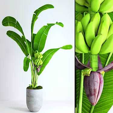 Realistic Banana Tree with Moss - Stylish and Lifelike Décor 3D model image 1 