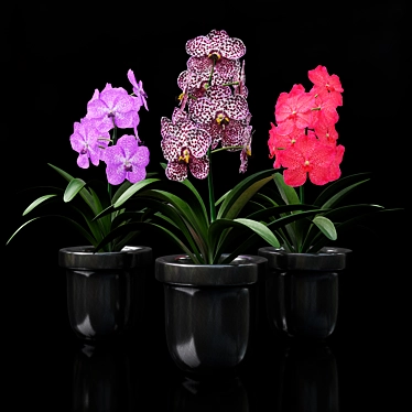 Vibrant Vanda Orchid 3D model image 1 