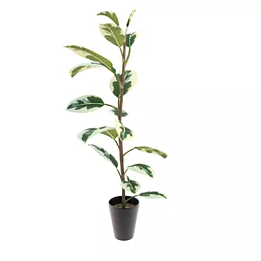 Pipal: Exquisite Ficus Plant 3D model image 1 