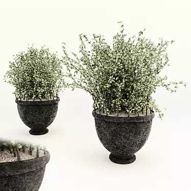 Lush Potted Bush 3D model image 1 