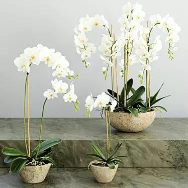 Elegant Orchid 2: 3D Flower Model 3D model image 1 