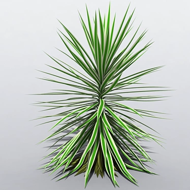 Variegated Yucca Plant - 3 Sizes 3D model image 1 