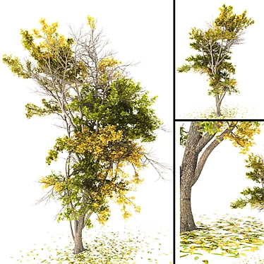 Autumn Tree | High Poly | CGVertex 3D model image 1 