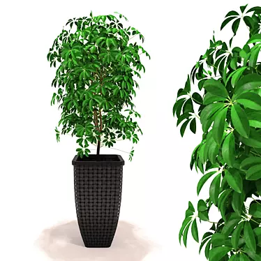 Scheffler - Schefflera