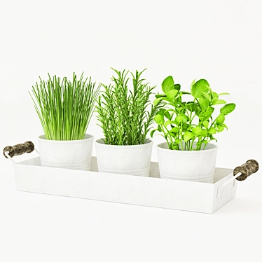 Freshly Potted Herbs: Rosemary, Mint, Green Onion 3D model image 1 