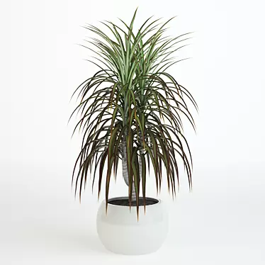 Dracaena 580 mm